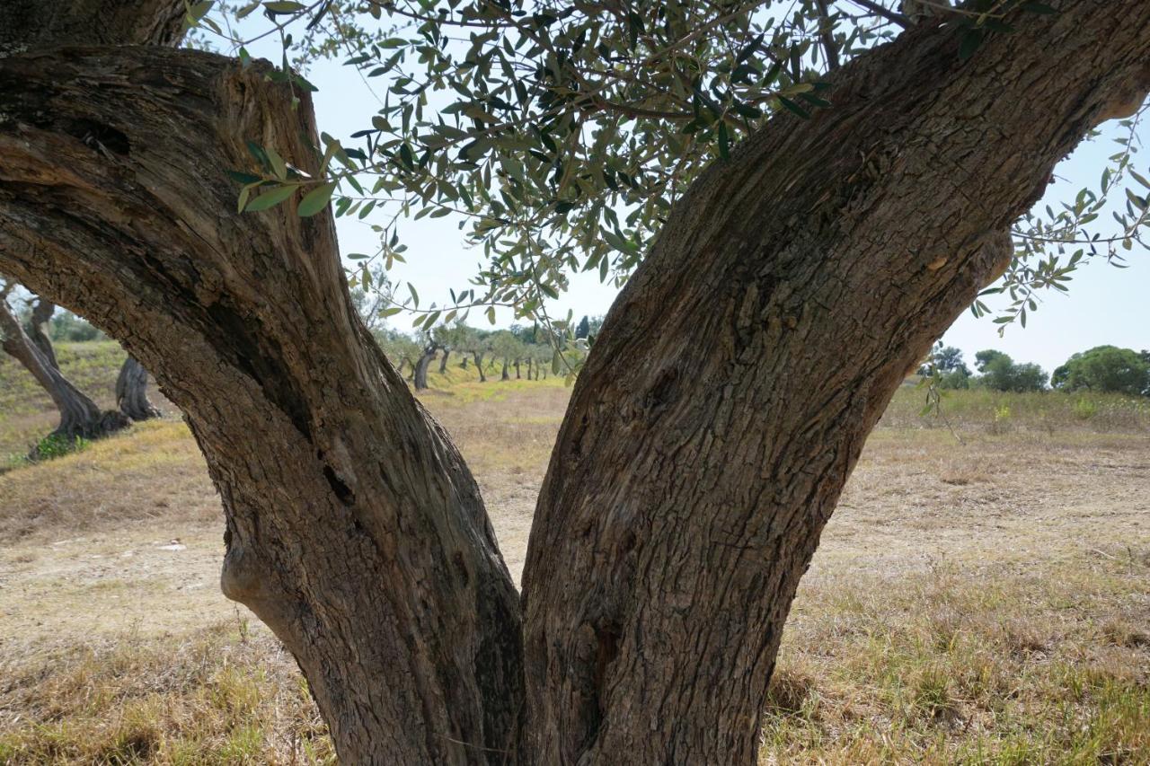Agriturismo Cheloni Guasticce المظهر الخارجي الصورة