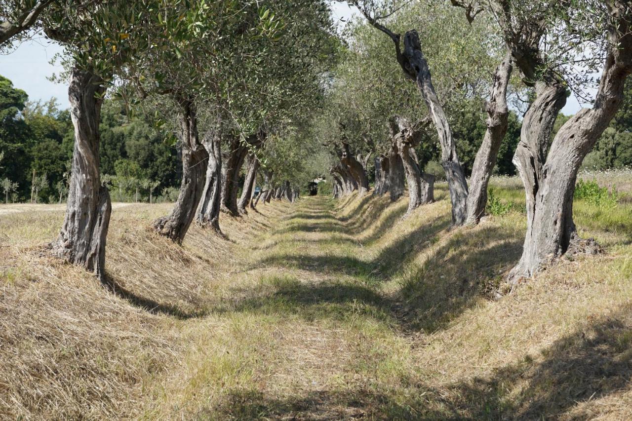 Agriturismo Cheloni Guasticce المظهر الخارجي الصورة